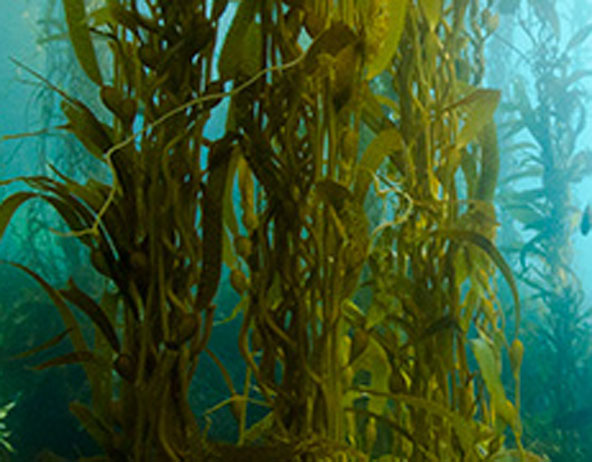 Benefits of Kelp: A Health Booster from the Sea